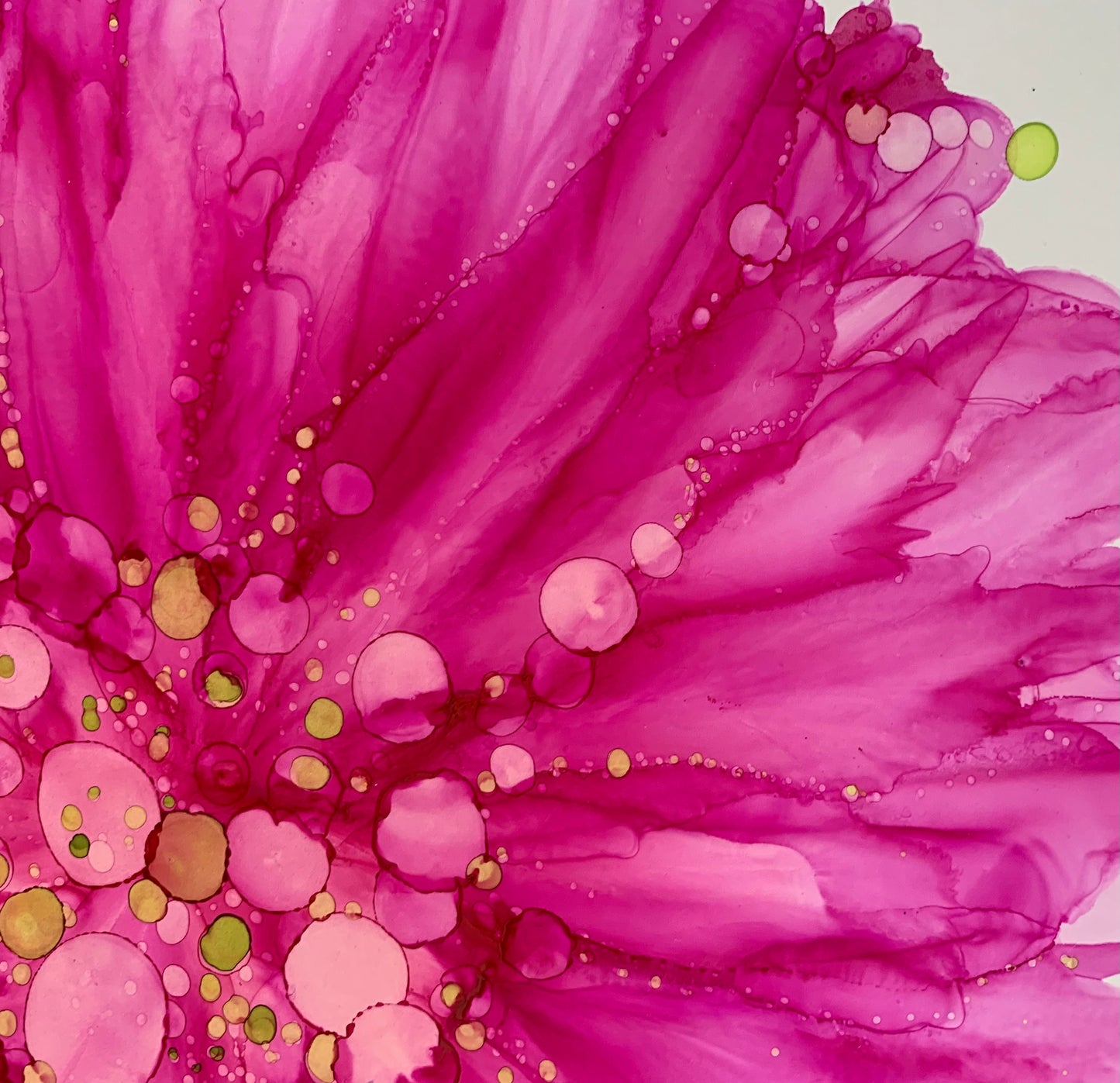 The Bloom Collection